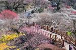 熱海梅園.jpg